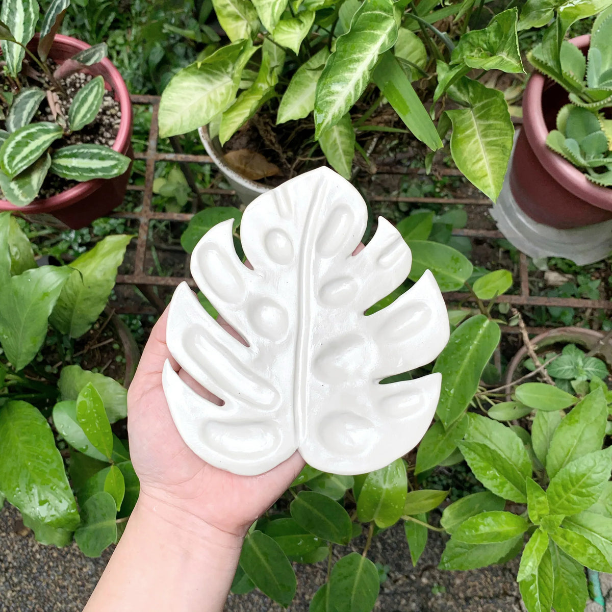Monstera Ceramic Palette