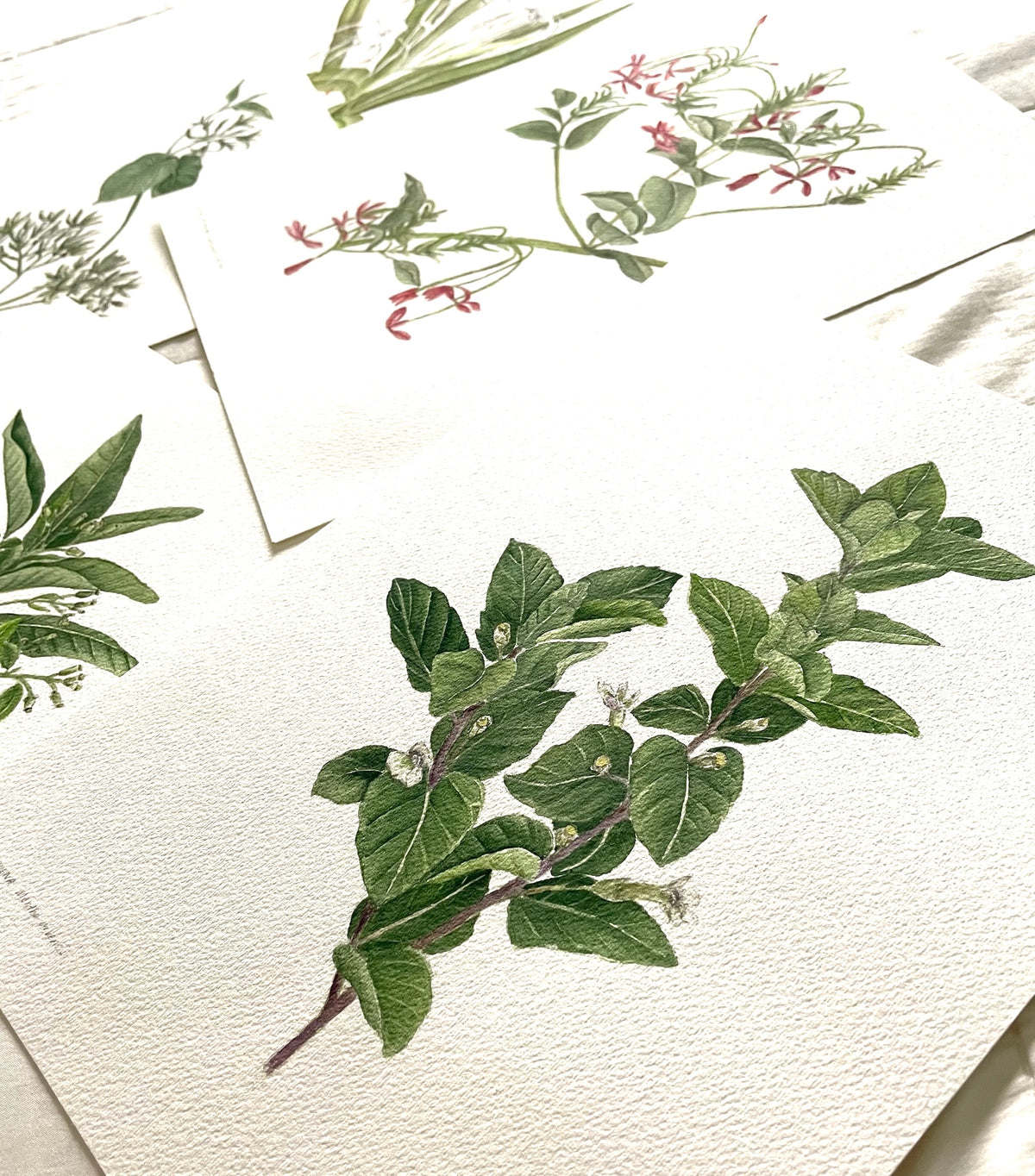 Oct 18, Sunday - WATERCOLOR WORKSHOP - Botanical Leaves