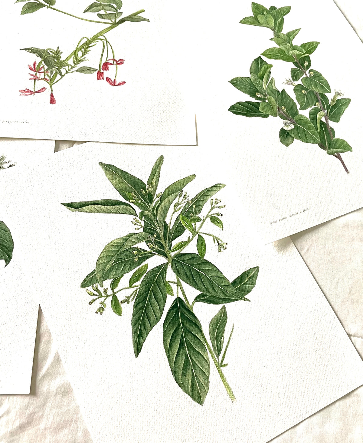 Oct 18, Sunday - WATERCOLOR WORKSHOP - Botanical Leaves