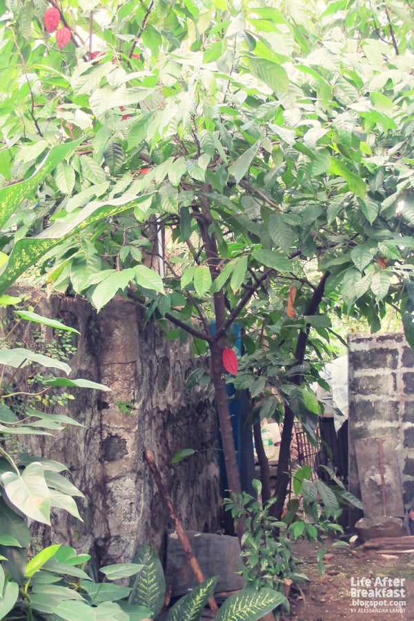 Our Cacao Tree