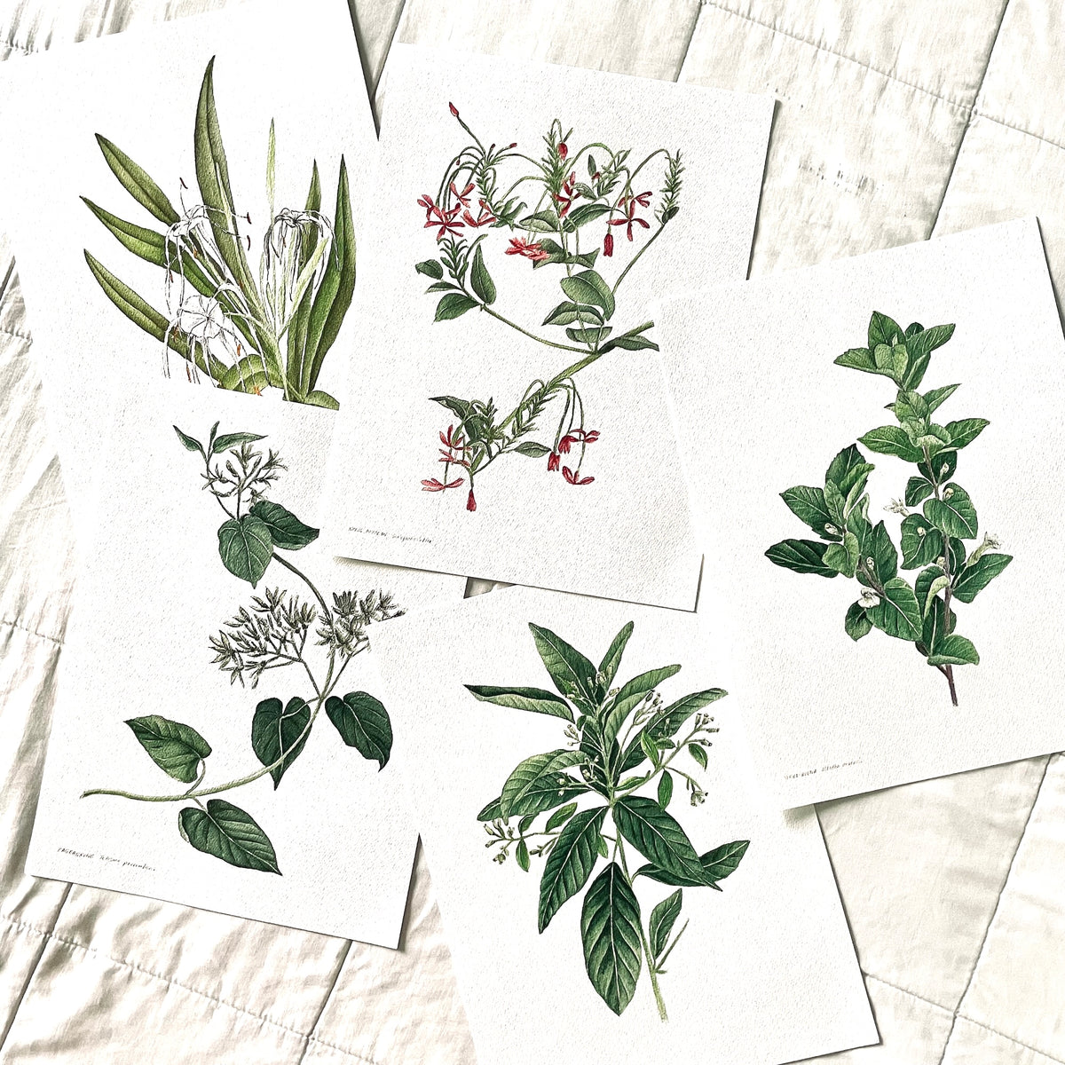Oct 18, Sunday - WATERCOLOR WORKSHOP - Botanical Leaves